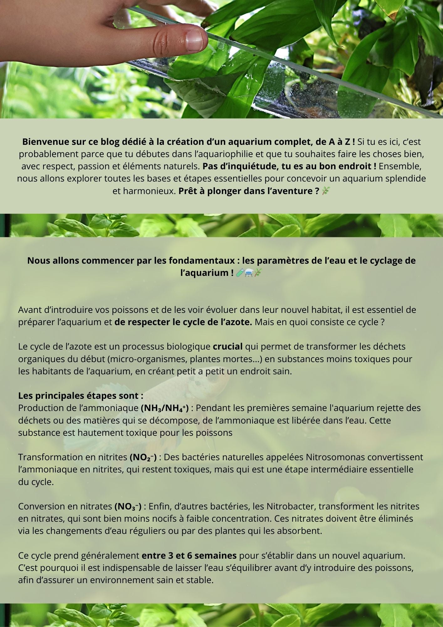 Le petit journal du débutant aquariophile - Les bases de A a Z🌿