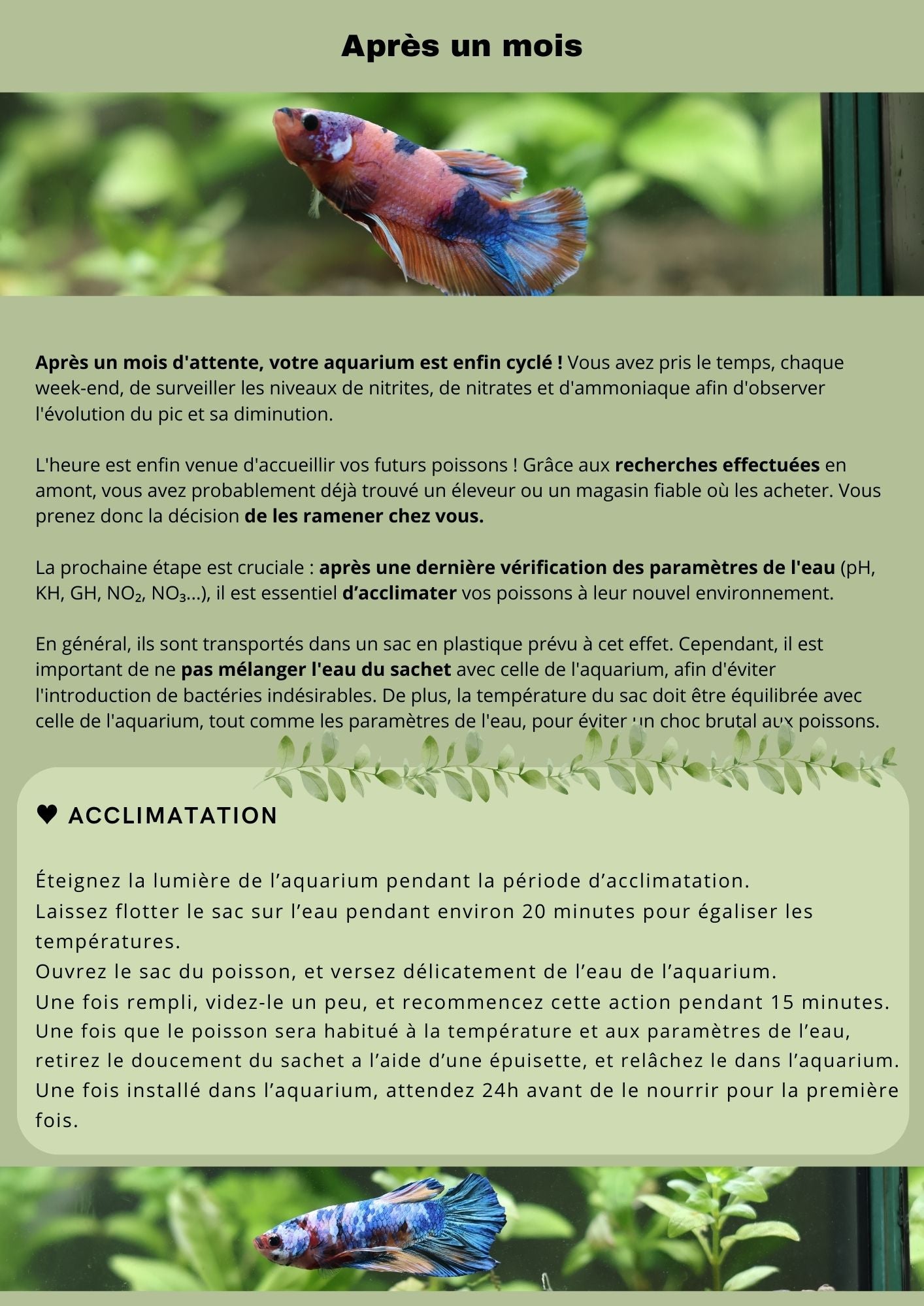 Le petit journal du débutant aquariophile - Les bases de A a Z🌿
