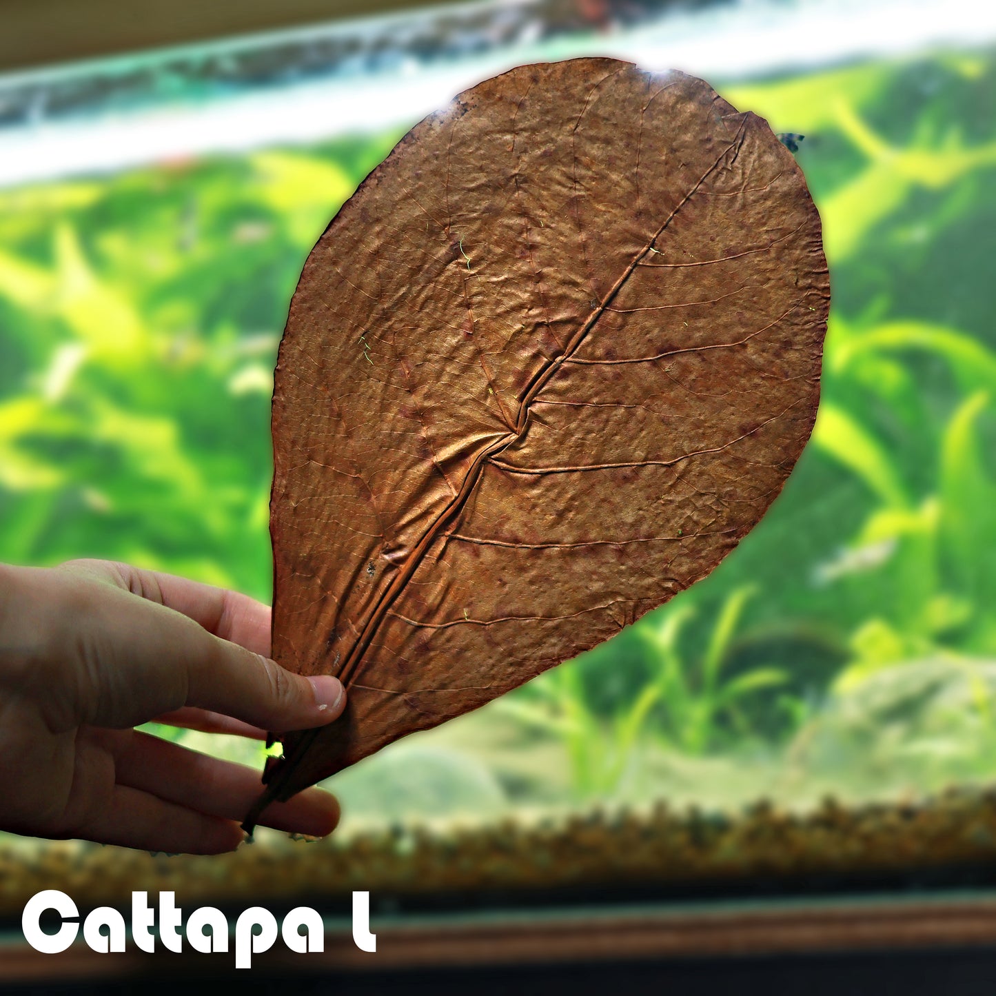 đFeuilles de Cattapa L - Grandes Feuilles (unitĂ©)