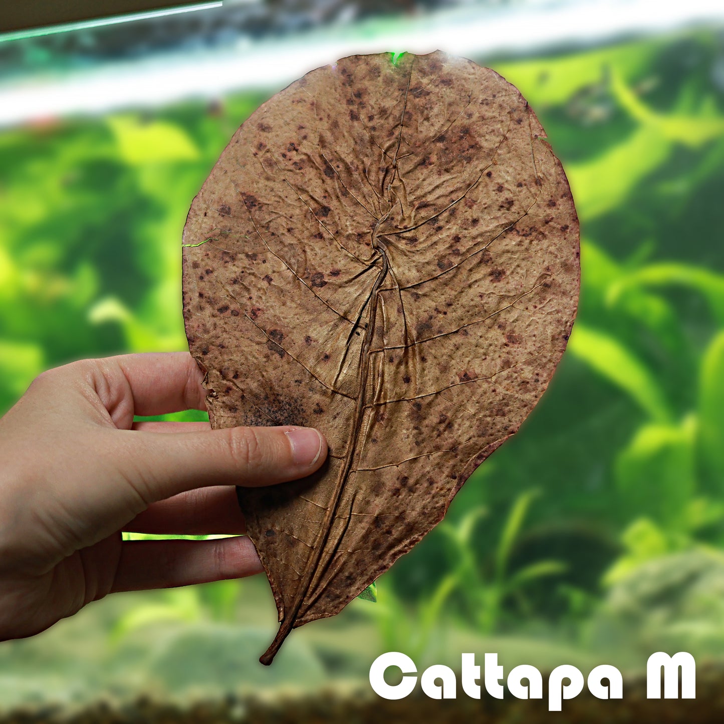 🍂KIT CATTAPA - 30 Feuilles de Cattapa