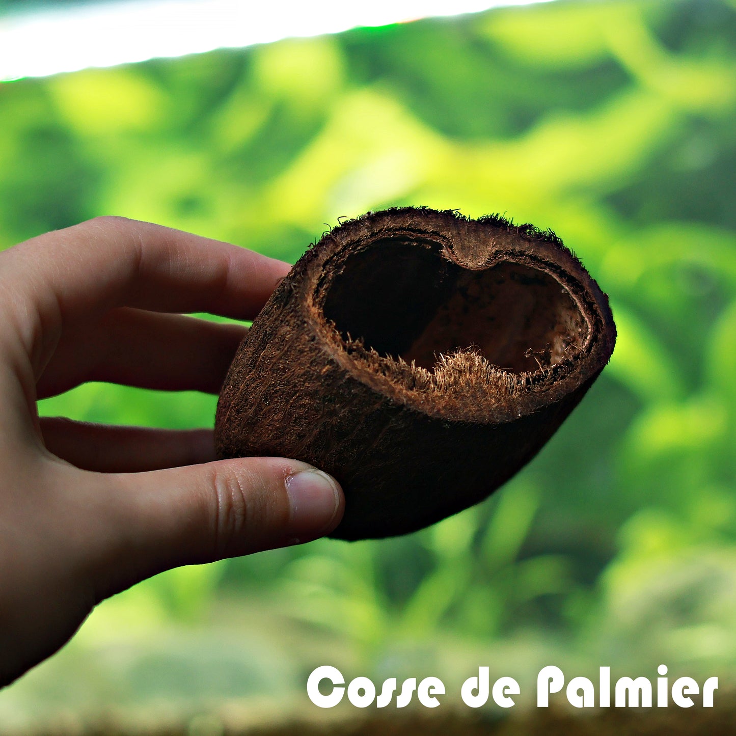 đCosse de Palmier