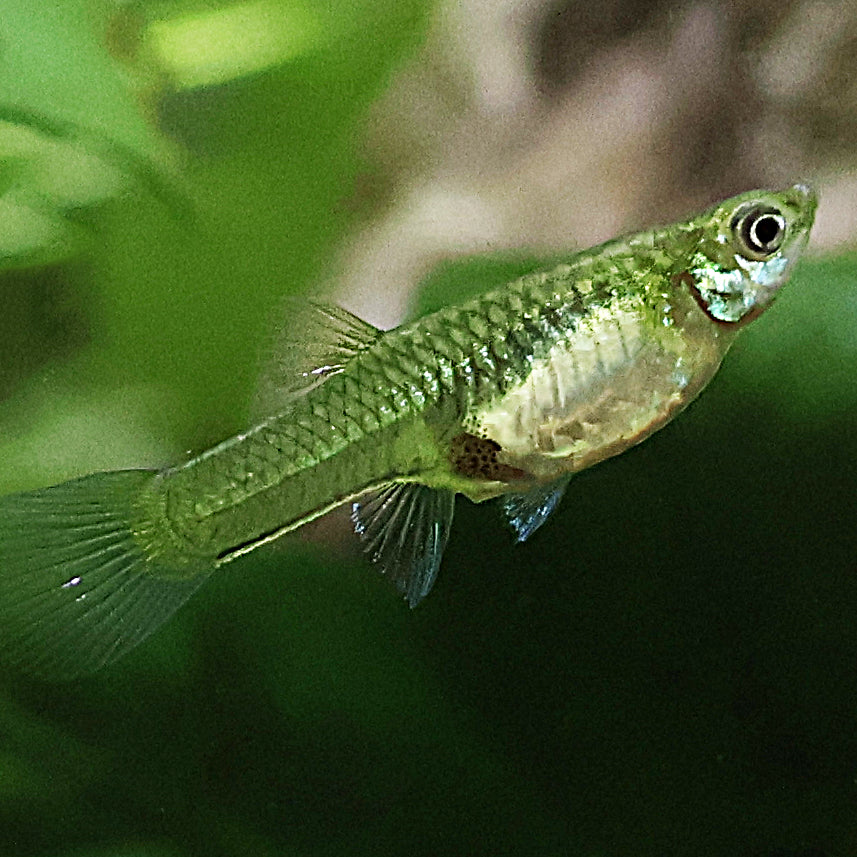Mâle Poecilia Reticulata Bleu de Rorota Classique 🇫🇷