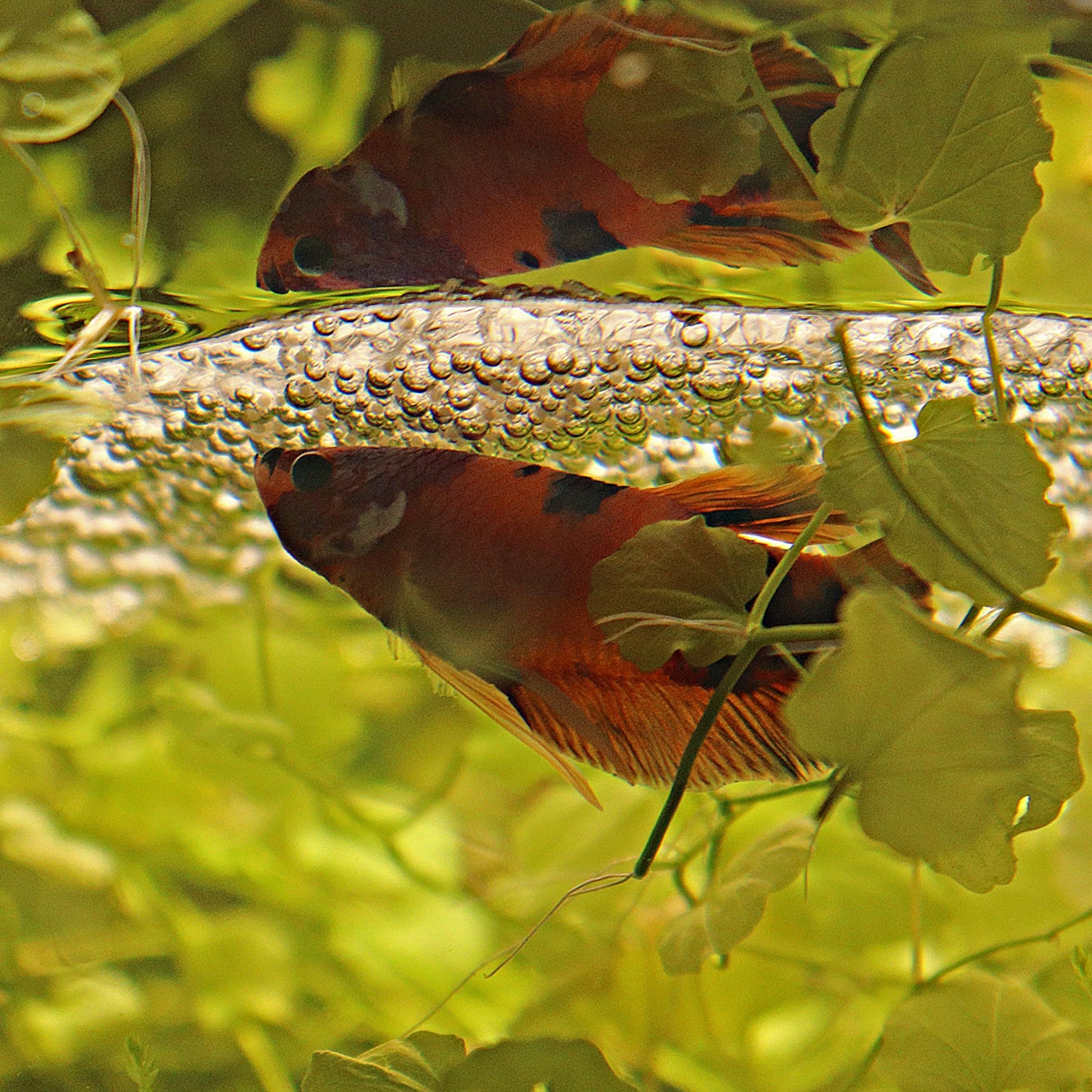 La Reproduction des Bettas - Prestigieuse et Éthique