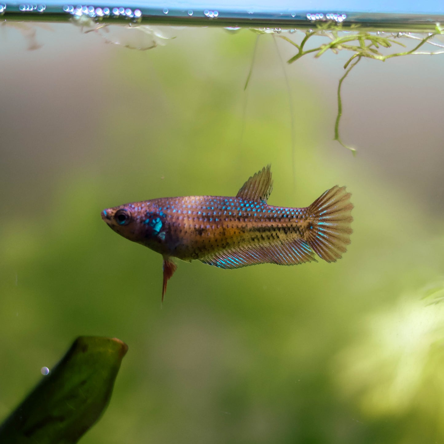 La Reproduction des Bettas - Prestigieuse et Éthique