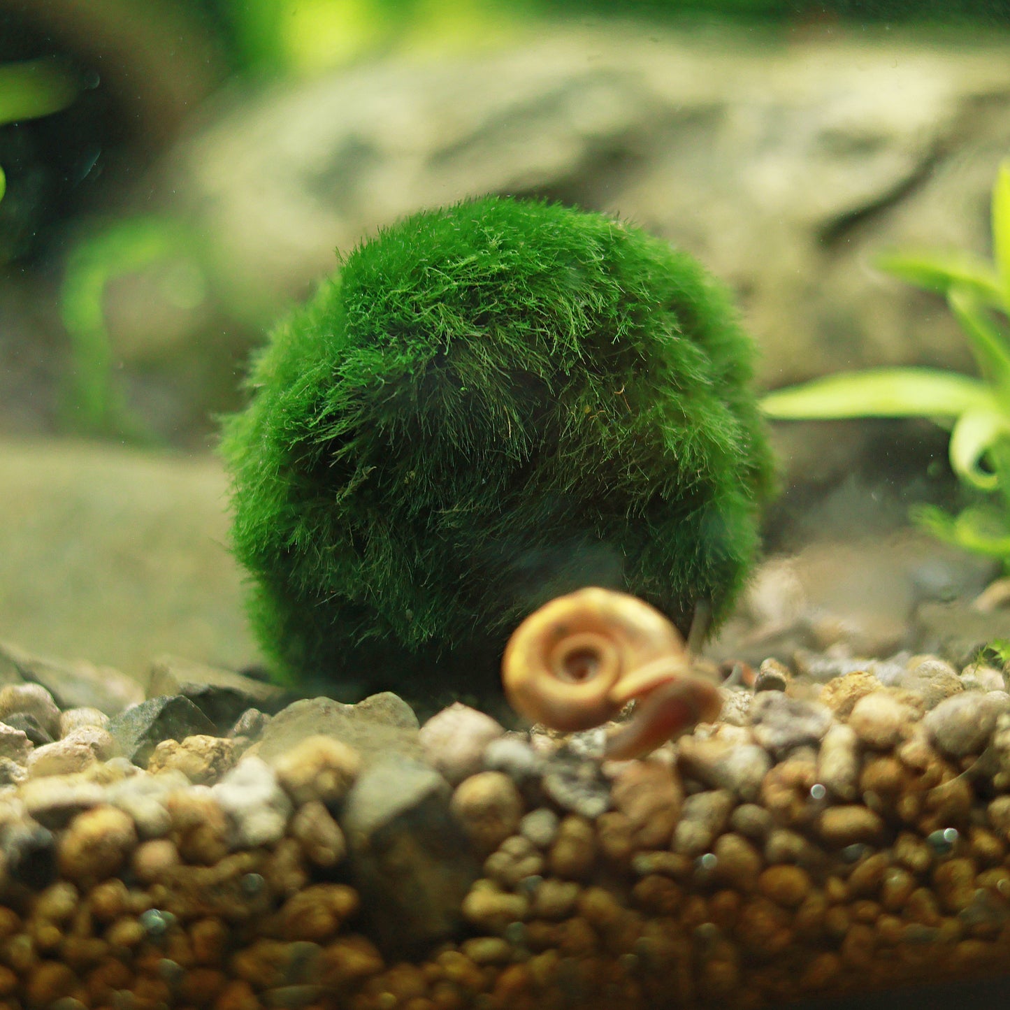 Cladophora Aegagrophila - Boule de Mousse / Plante pour Aquarium