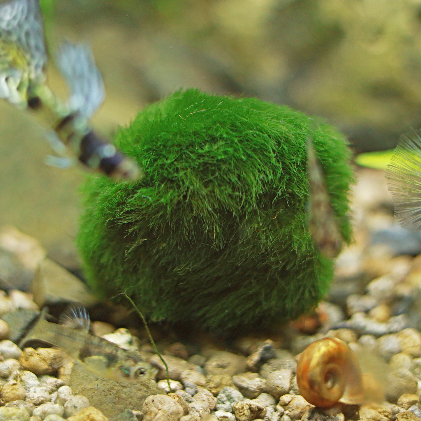Cladophora Aegagrophila - Boule de Mousse / Plante pour Aquarium