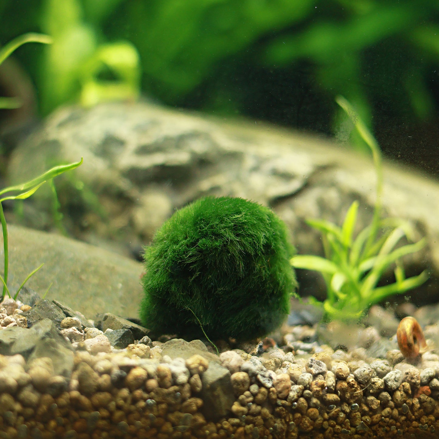 Cladophora Aegagrophila - Boule de Mousse / Plante pour Aquarium