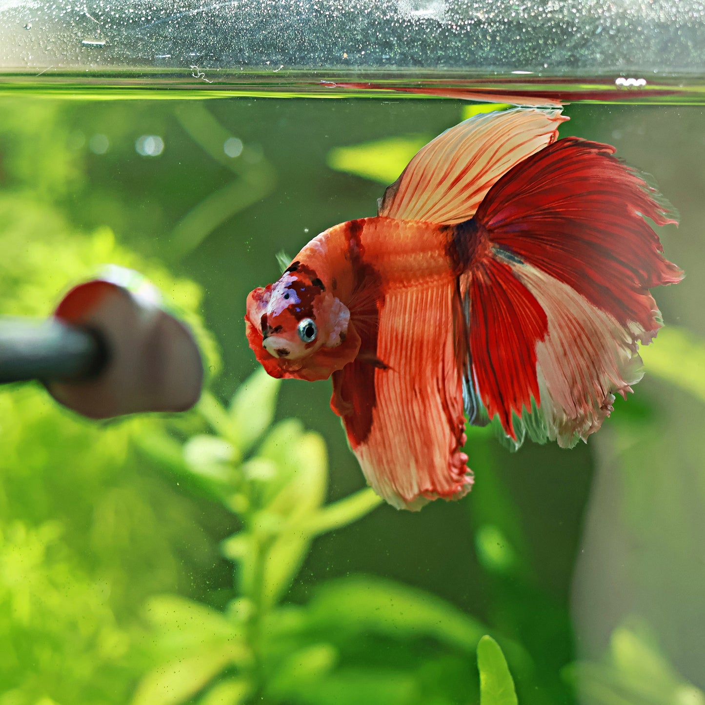 Betta Flare Stick - Pour Parade / 25 cm