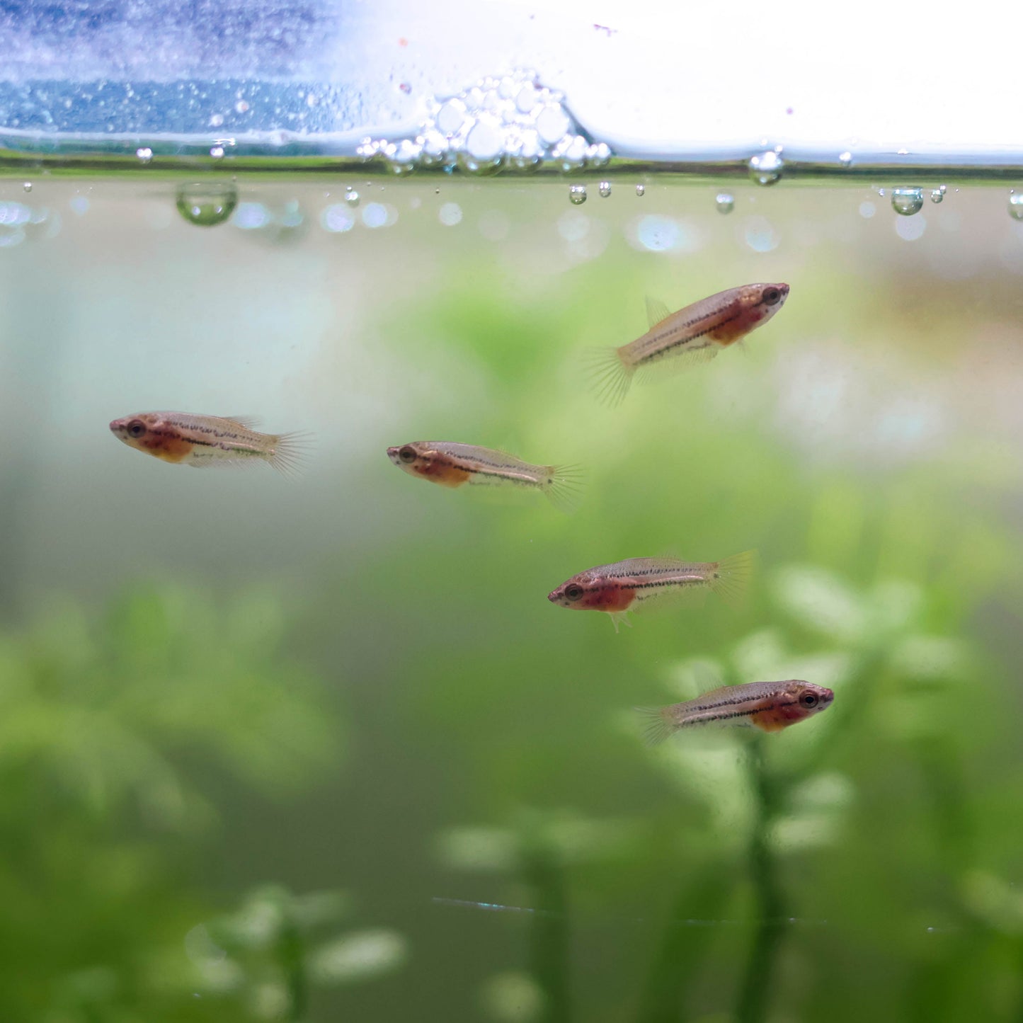 La Reproduction des Bettas - Prestigieuse et Éthique
