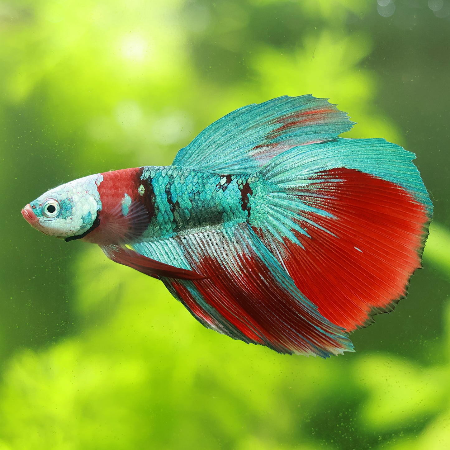 Tagadah - MĂąle Voile Long Red Galaxy