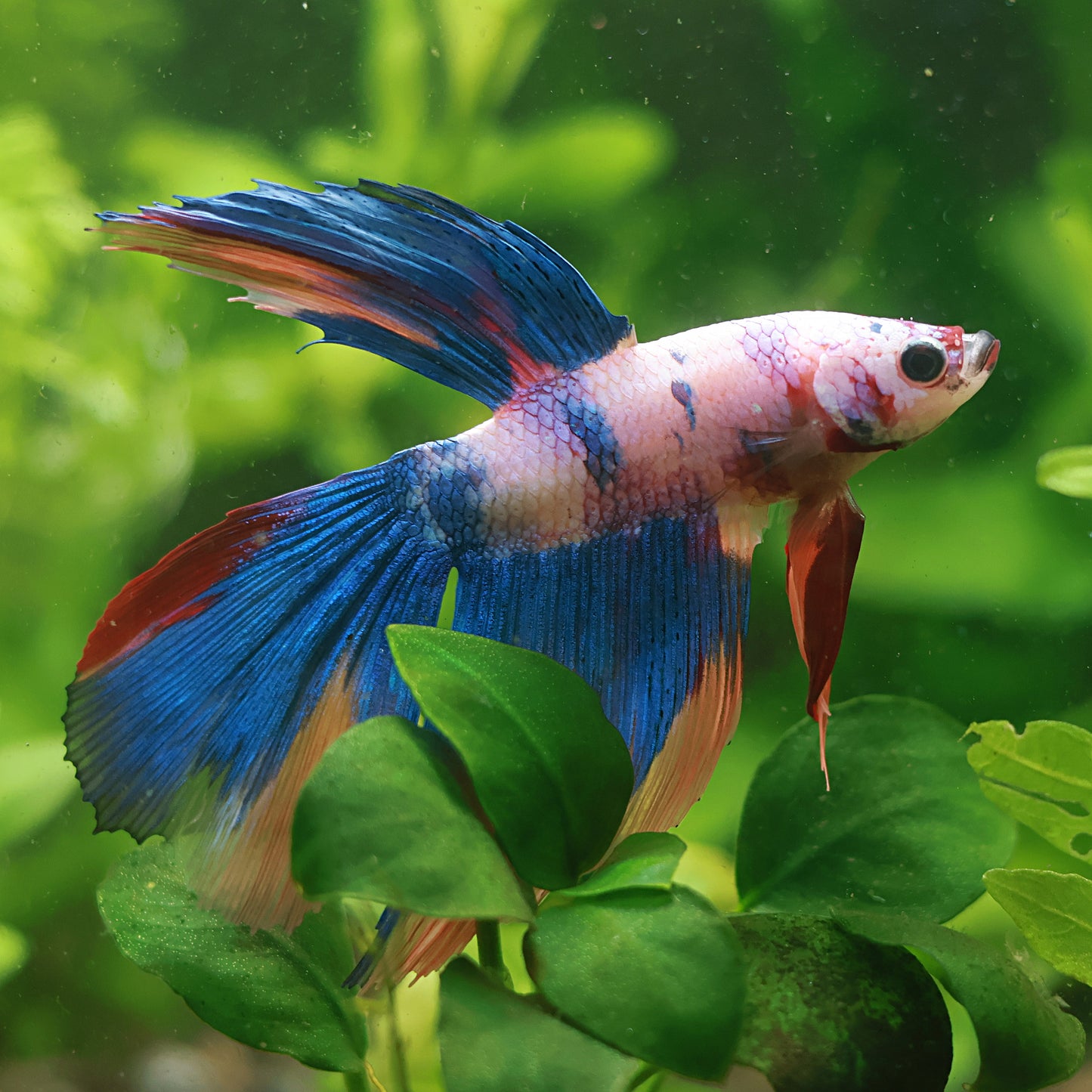 Biscuit - MĂąle Voile Long Pastelle Galaxy