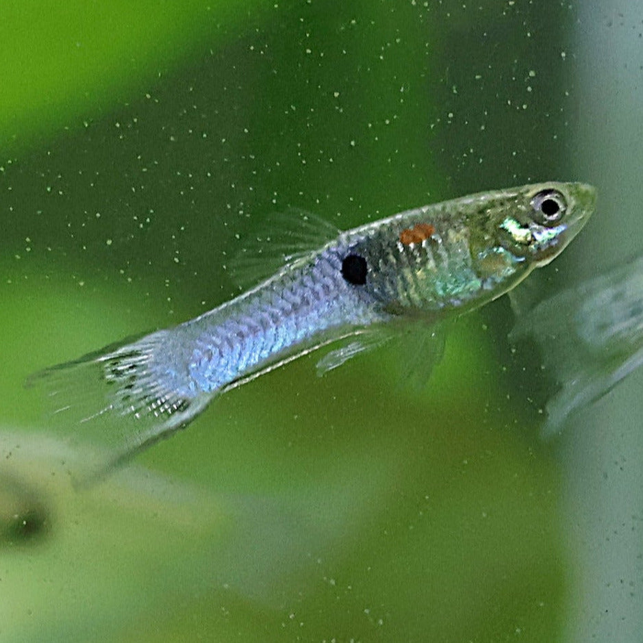 Mâle Poecilia Reticulata Bleu de Rorota Classique 🇫🇷