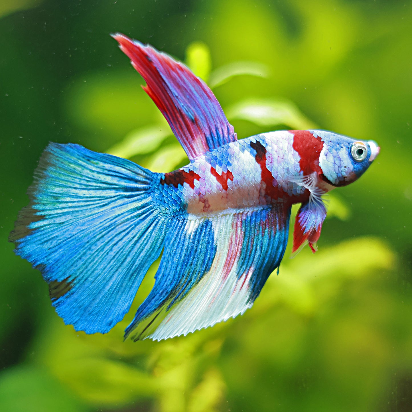 Candy - Betta Mâle Voile Long Red Galaxy 🇮🇩