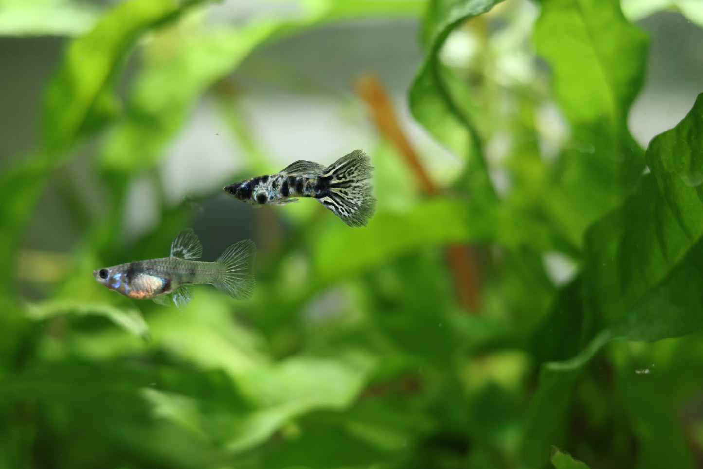 Couple Blue King Tiger Cobra Mâle et Femelle Poecilia Reticulata