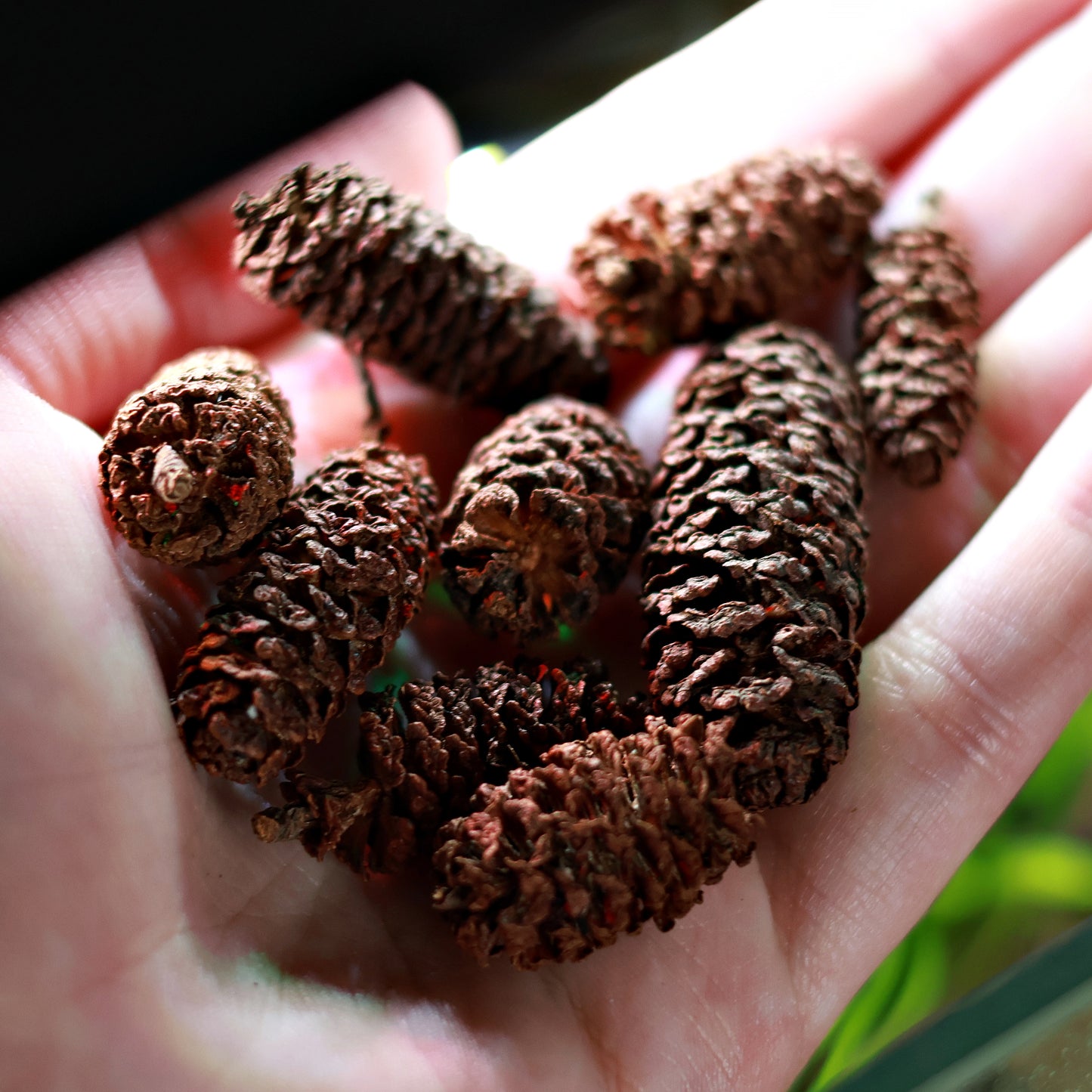 đFruits d'aulnes - Sachet de 10g