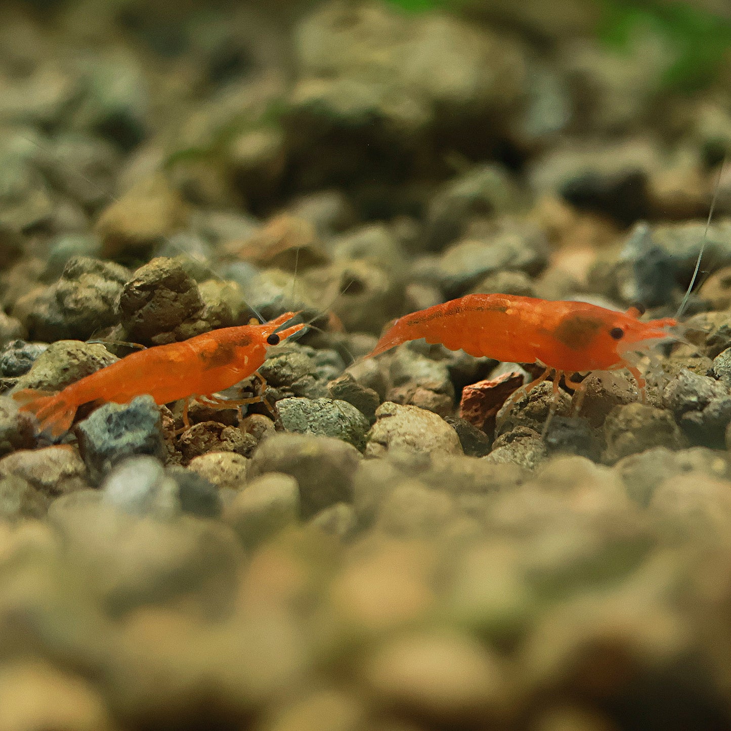 🧡Crevette Neocaridina Sunkist Orange - a l'unité