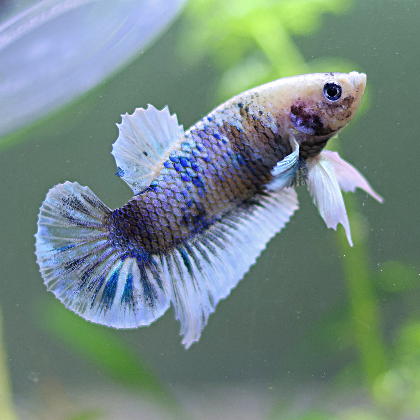 Angel - Mâle Plakat Blanc Bleu Marbré🌏