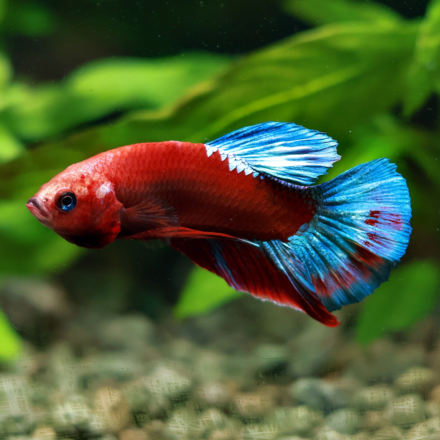 Diable - Mâle Plakat HellBoy 🇮🇩