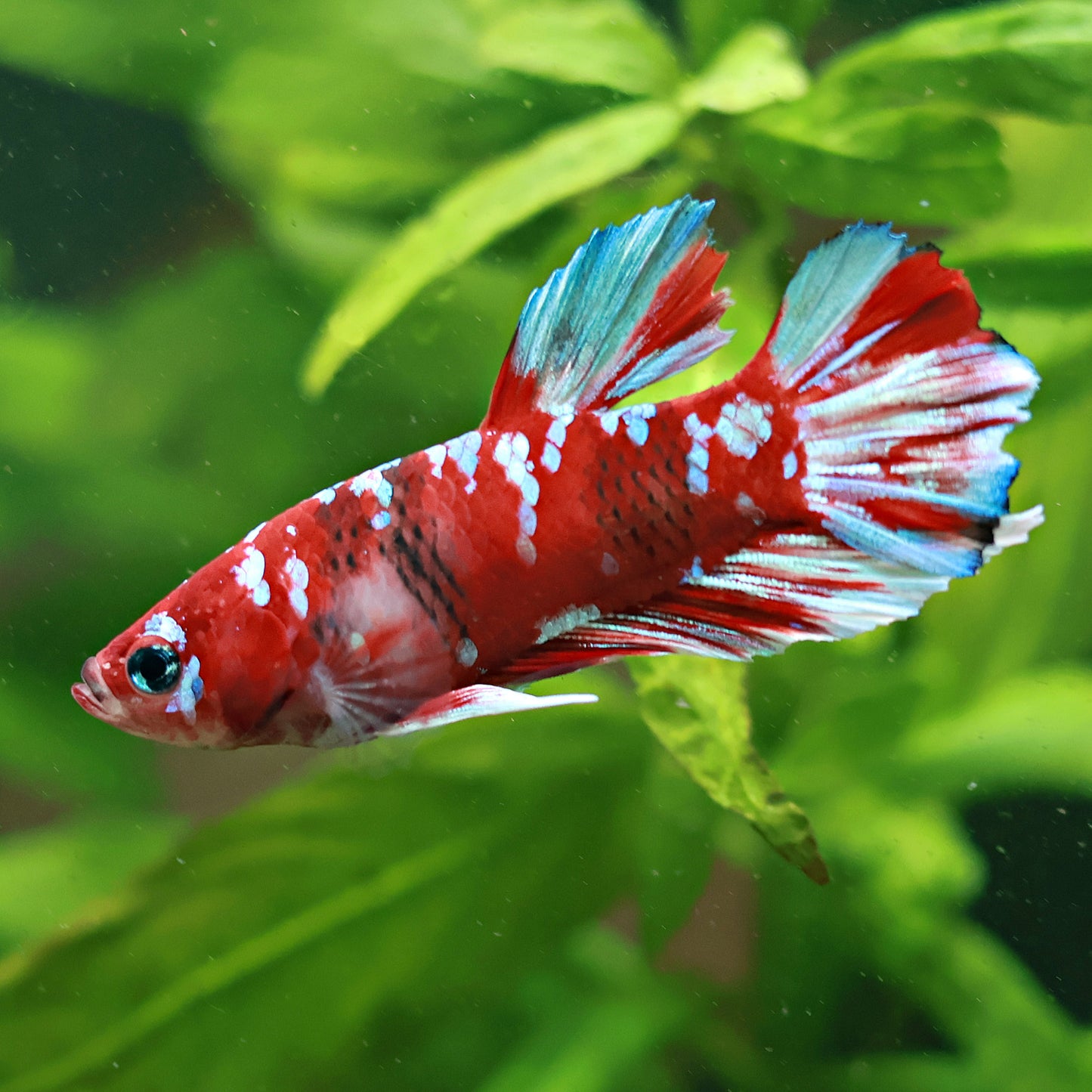 Peanutt - Mâle Plakat Koi Red Galaxy 🇮🇩