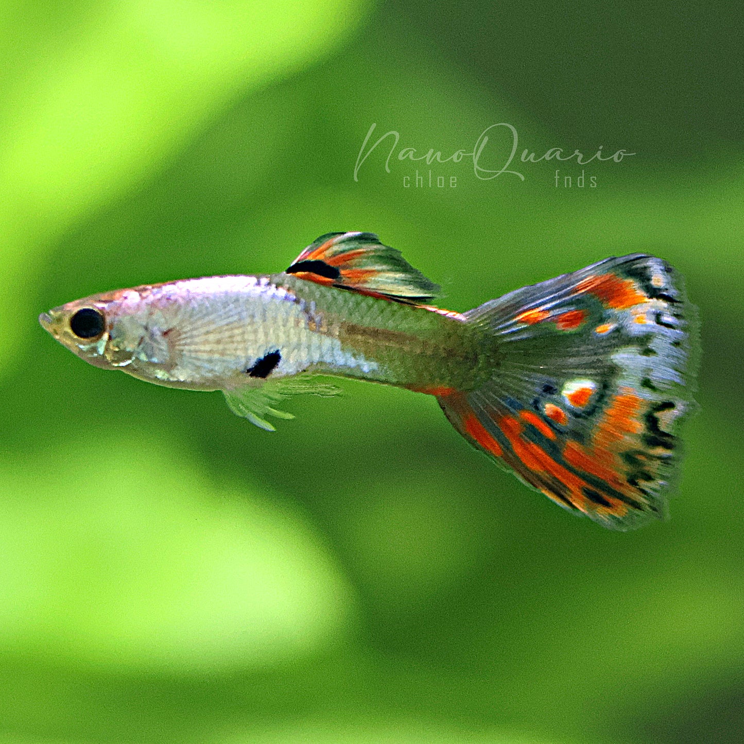 Couple Silver Red Mosaic Mâle et Femelle Poecilia Reticulata