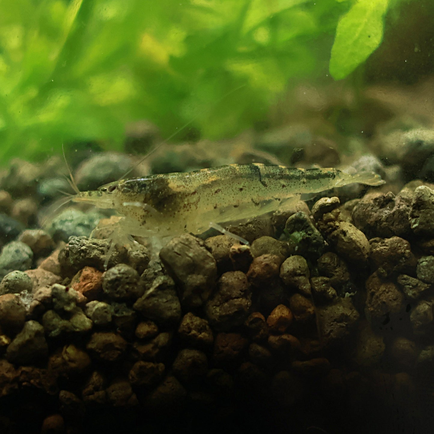 Crevette Indo Amano - Lots de 5