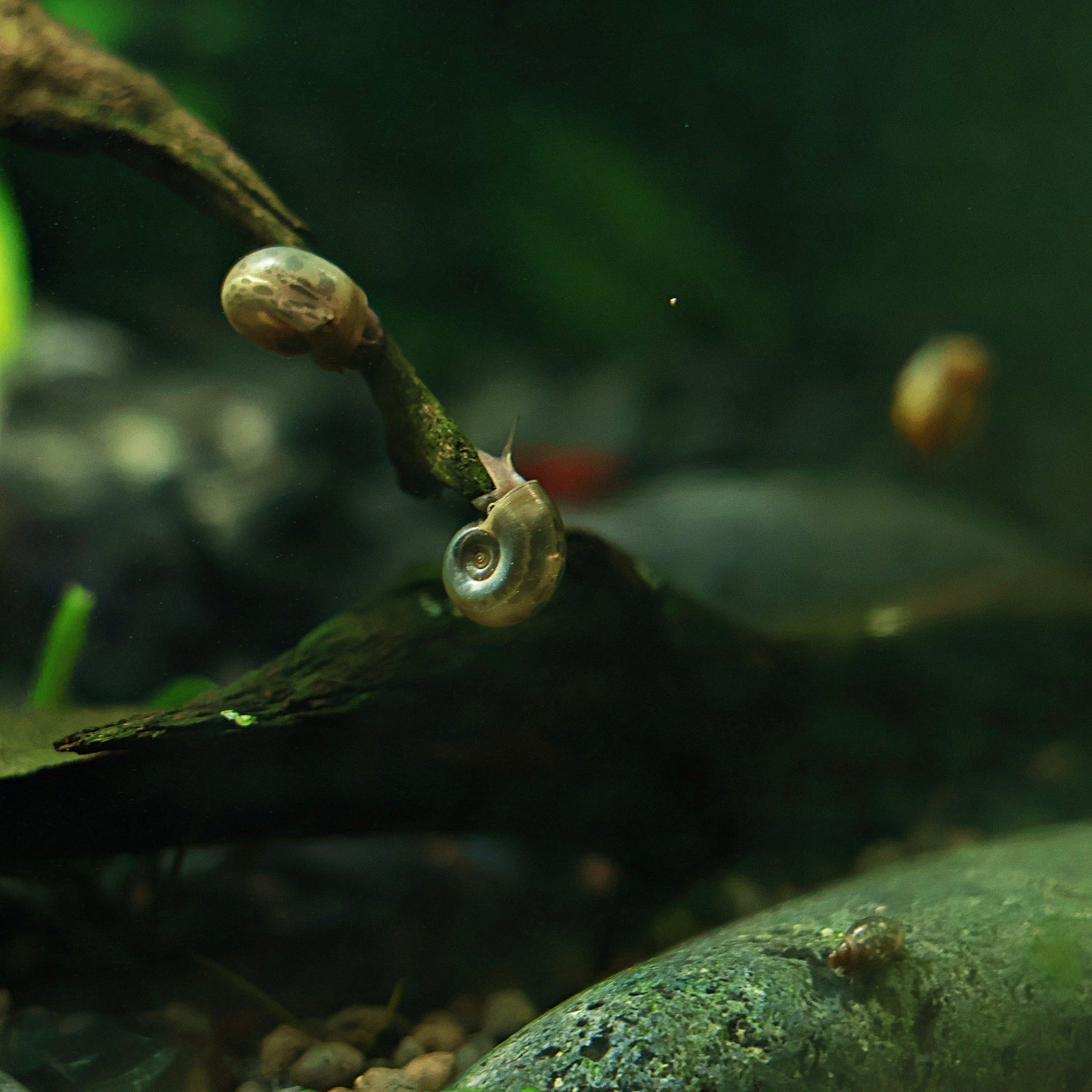 Planorbes Brun Classique