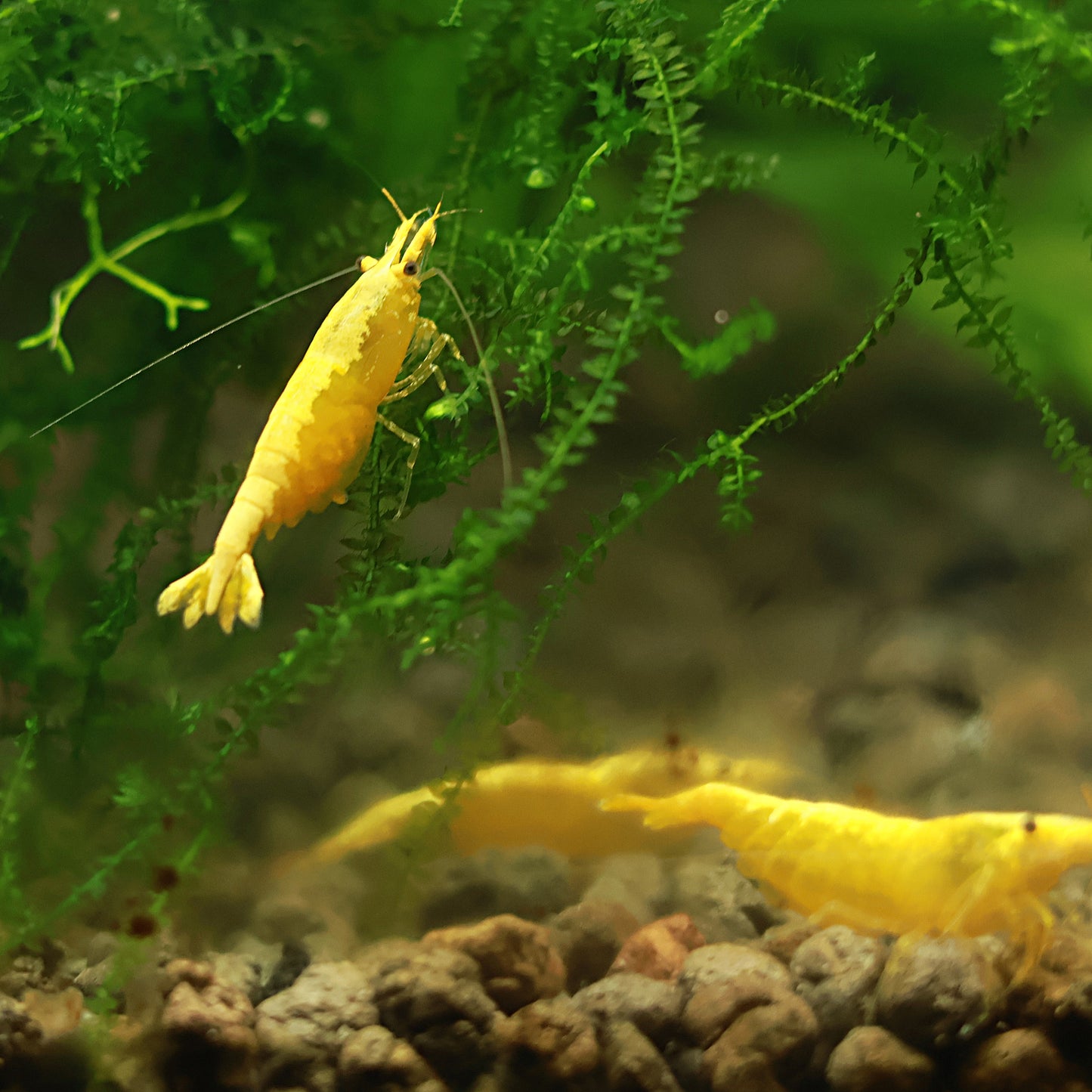 Crevette Neocaridina Davidi Yellow Neon - Lots de 5