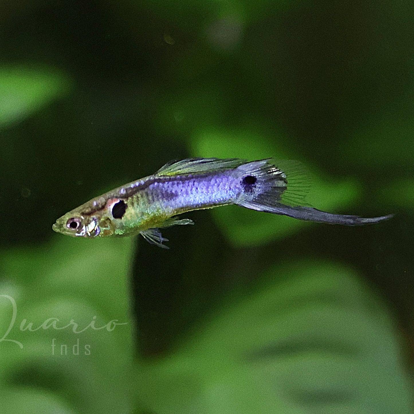 Couple Poecilia Reticulata Bleu de Rorota Épée Basse 🇫🇷