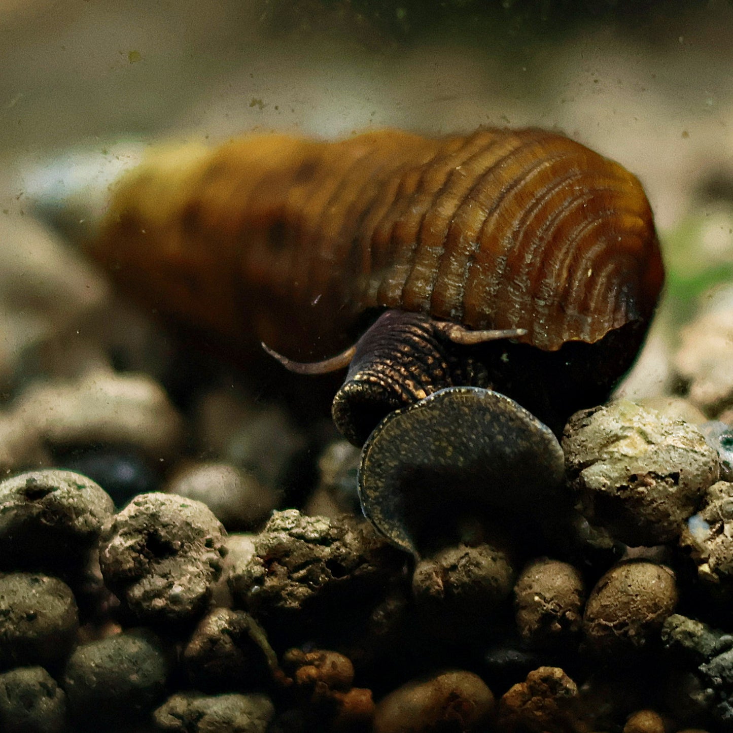 Escargot Tylomelania Brown