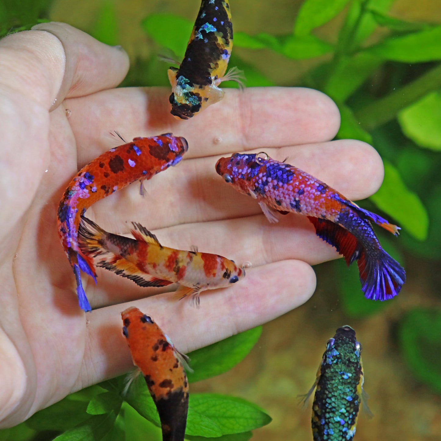 La Reproduction des Bettas - Prestigieuse et Éthique