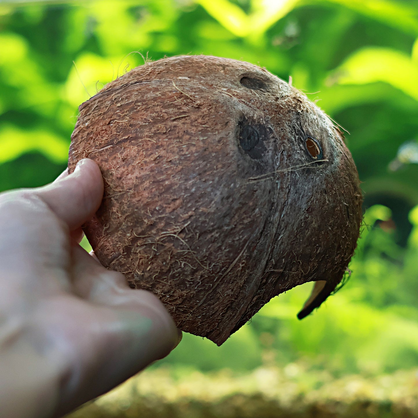 đ„„ Noix de Coco Cachette