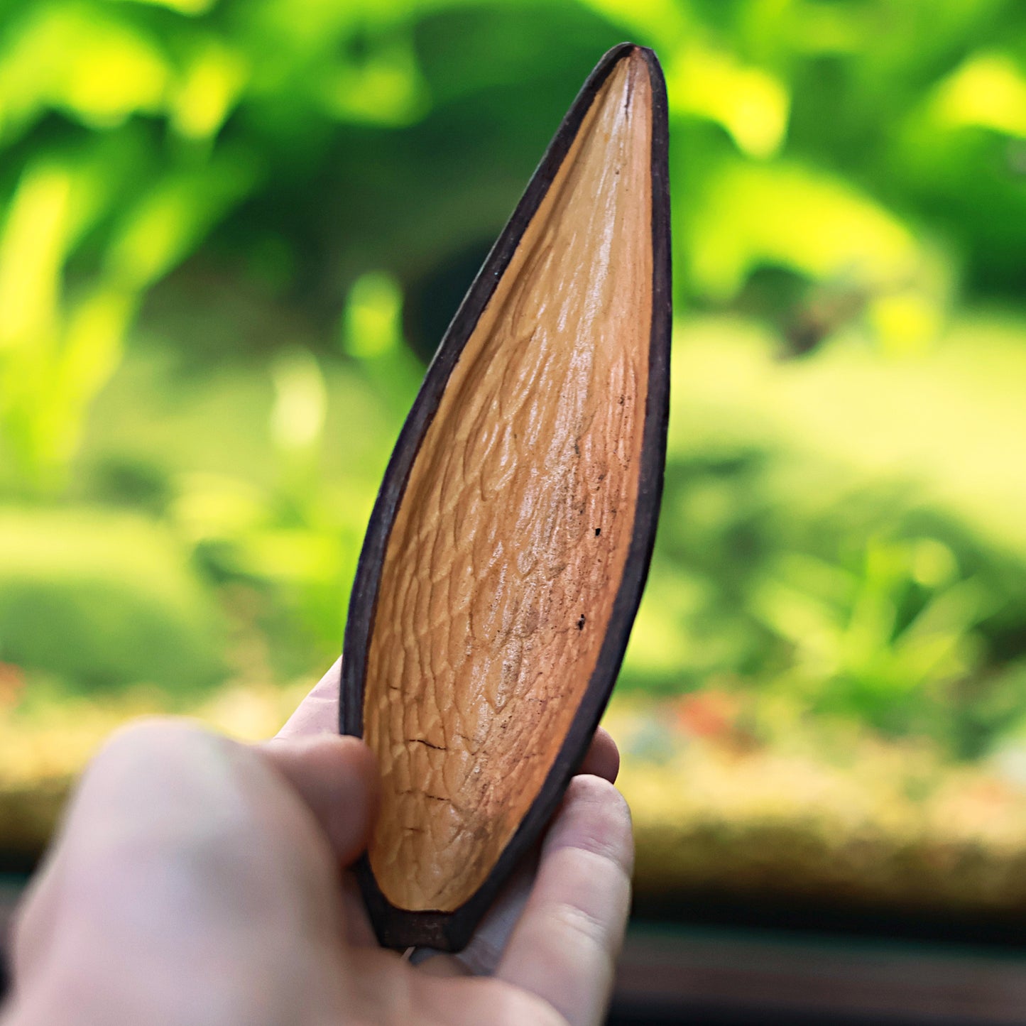 đ°Gousse de Canoinhas