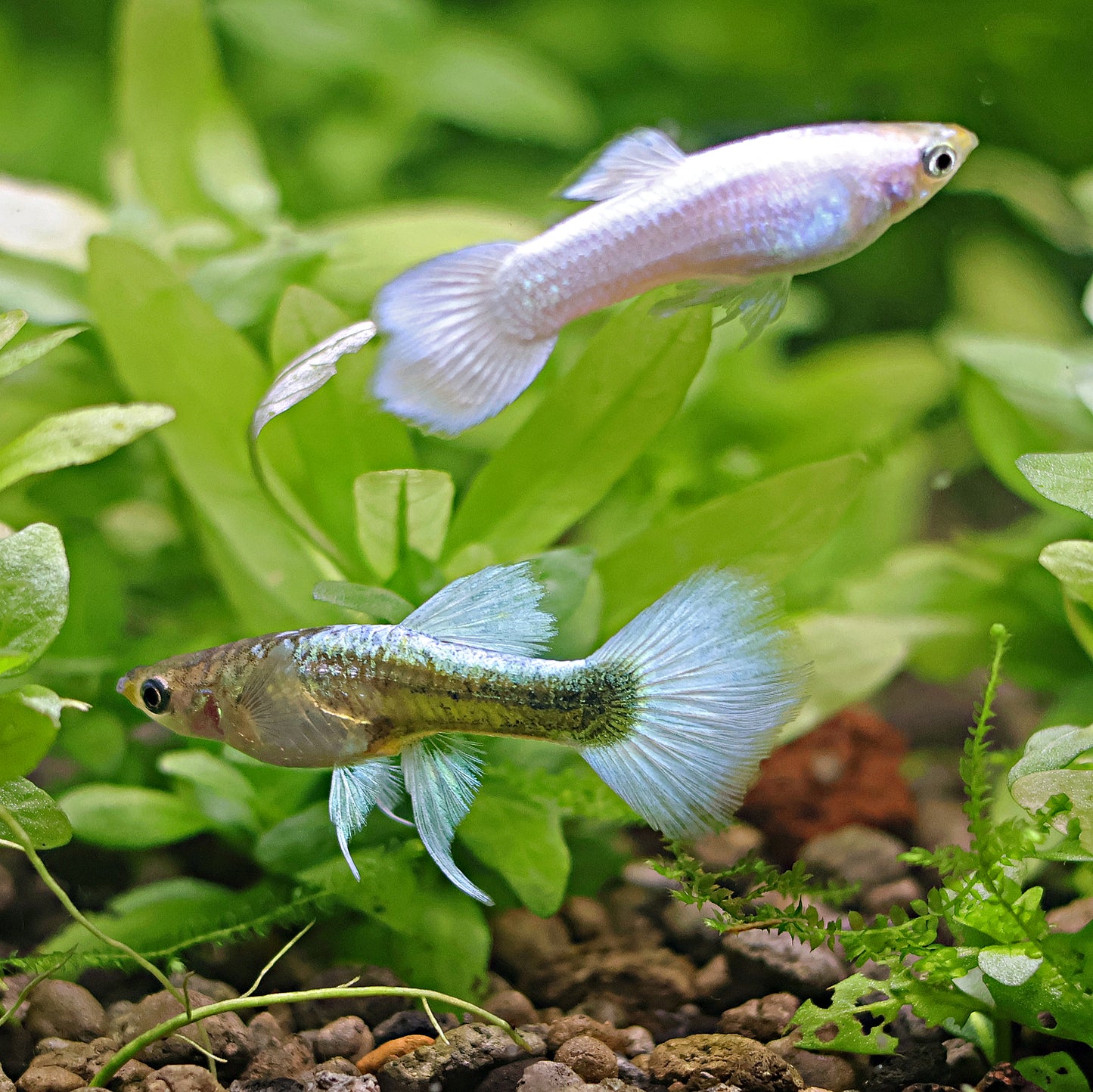 Couple Platinum Tuxedo Ribbon & Roundtail Poecilia Reticulata