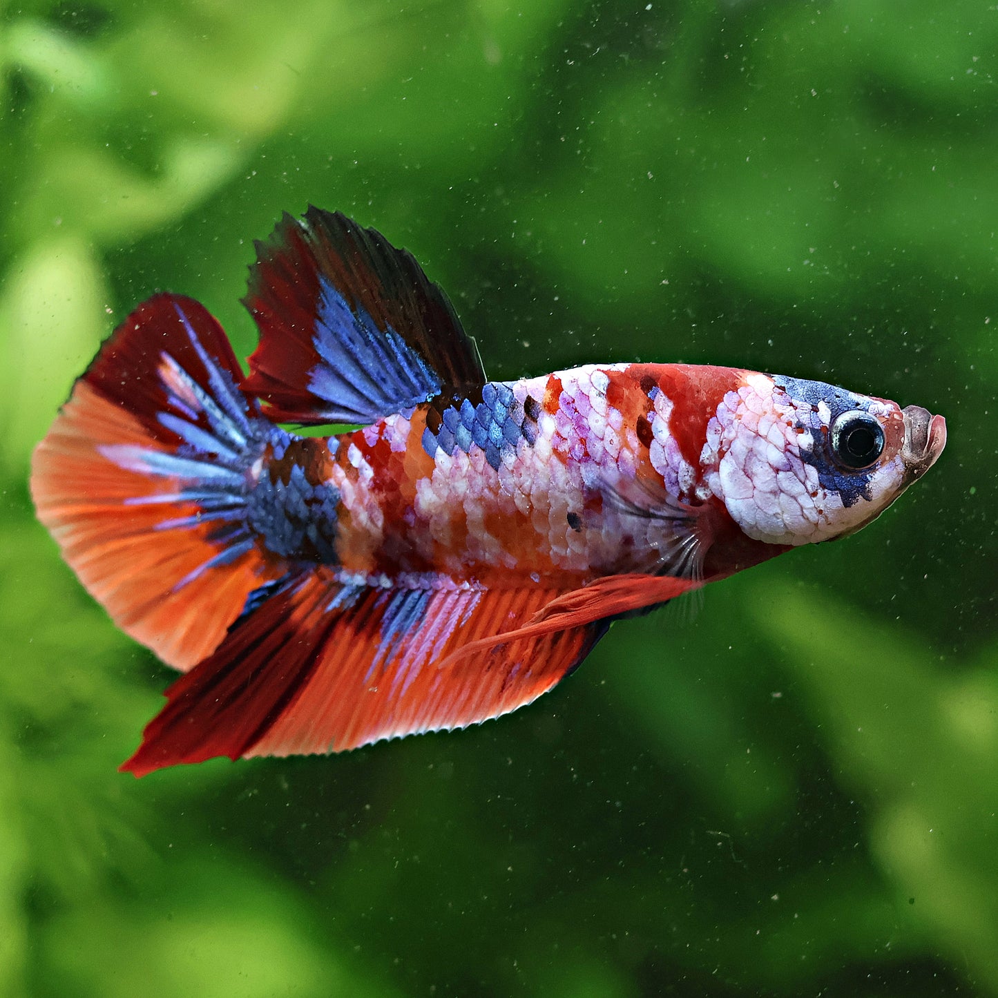 Tanguy - MĂąle Plakat Orange Galaxy Multicolors