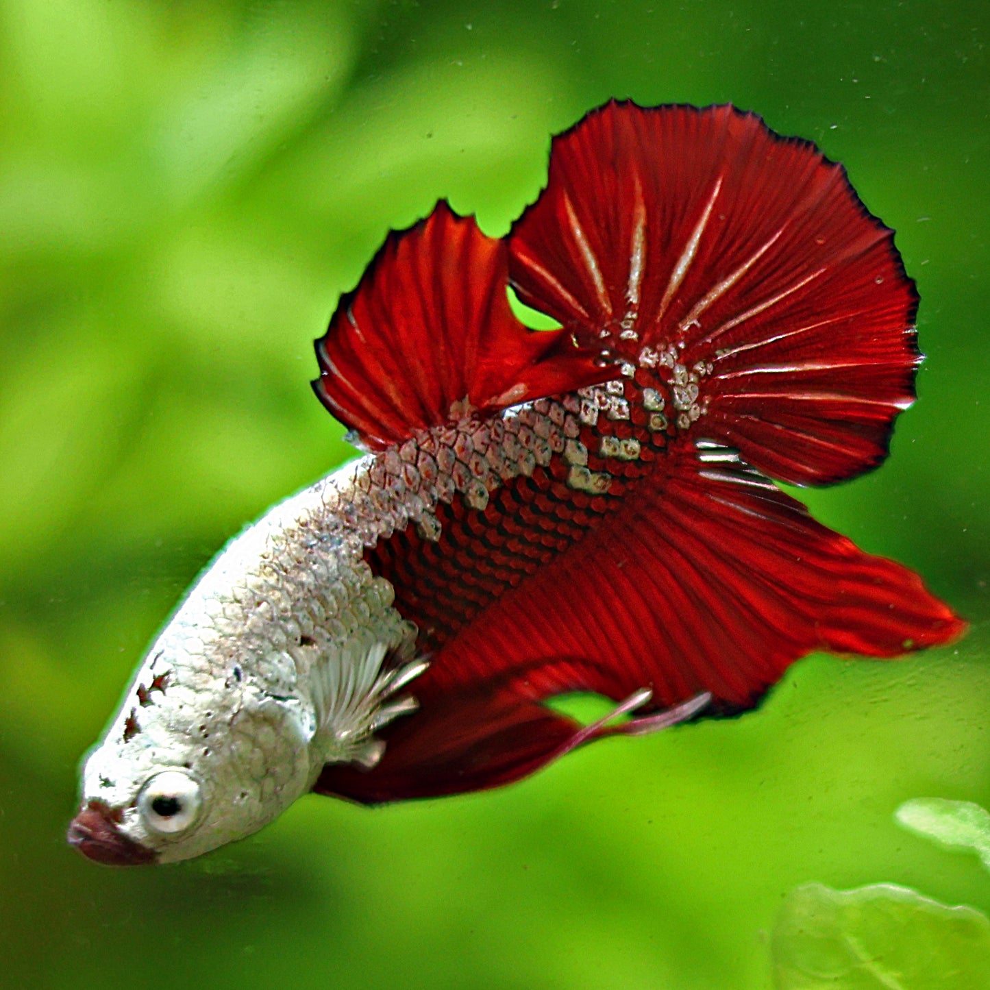 Watcha - MĂąle Plakat Red Samourai Rare