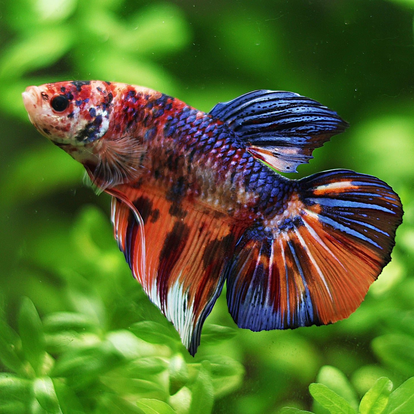 Patapim - MĂąle Giant Plakat Nemo Galaxy 8cm