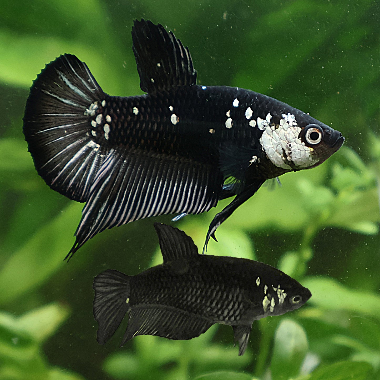MĂąle Uniquement - Samourai StarTail Black