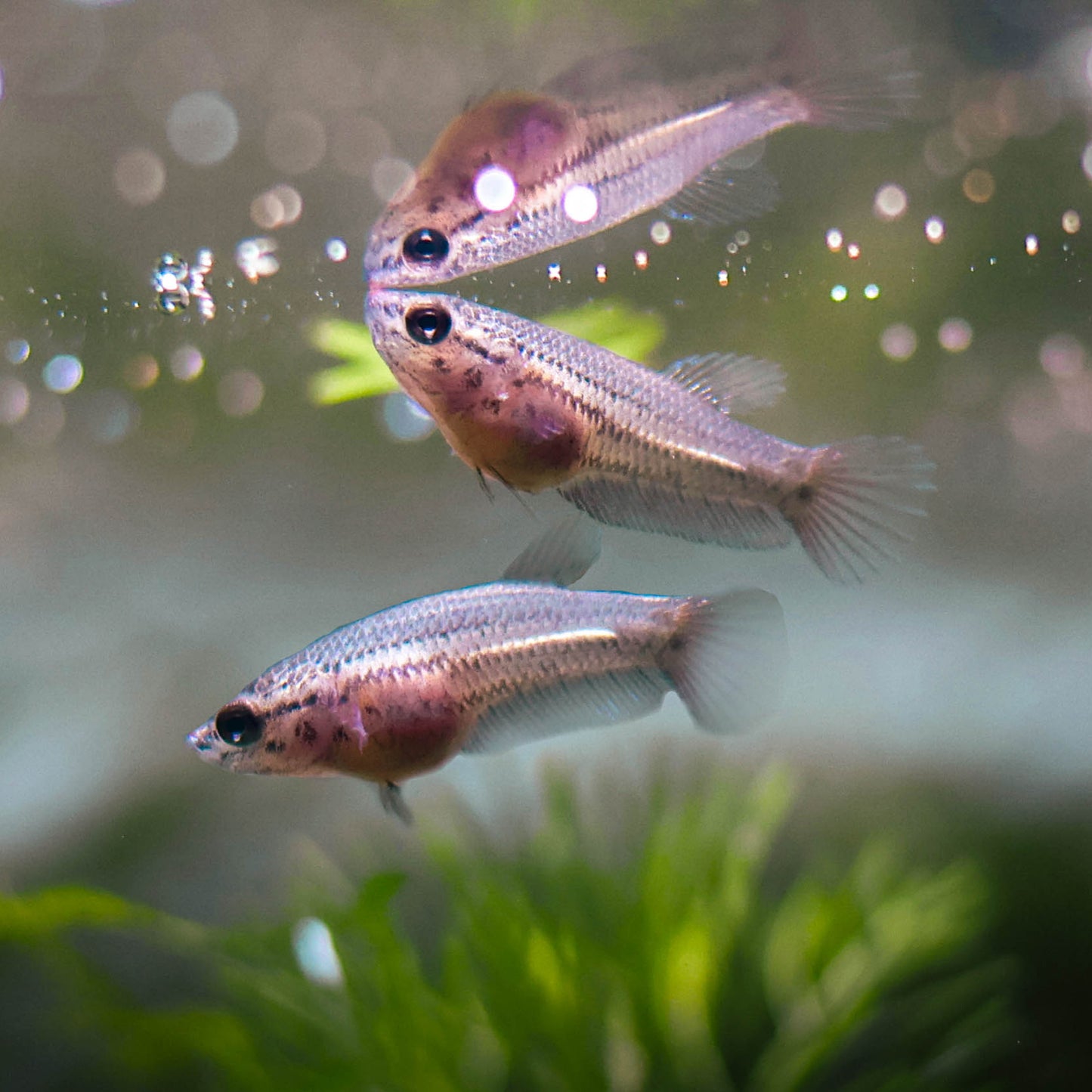 La Reproduction des Bettas - Prestigieuse et Éthique