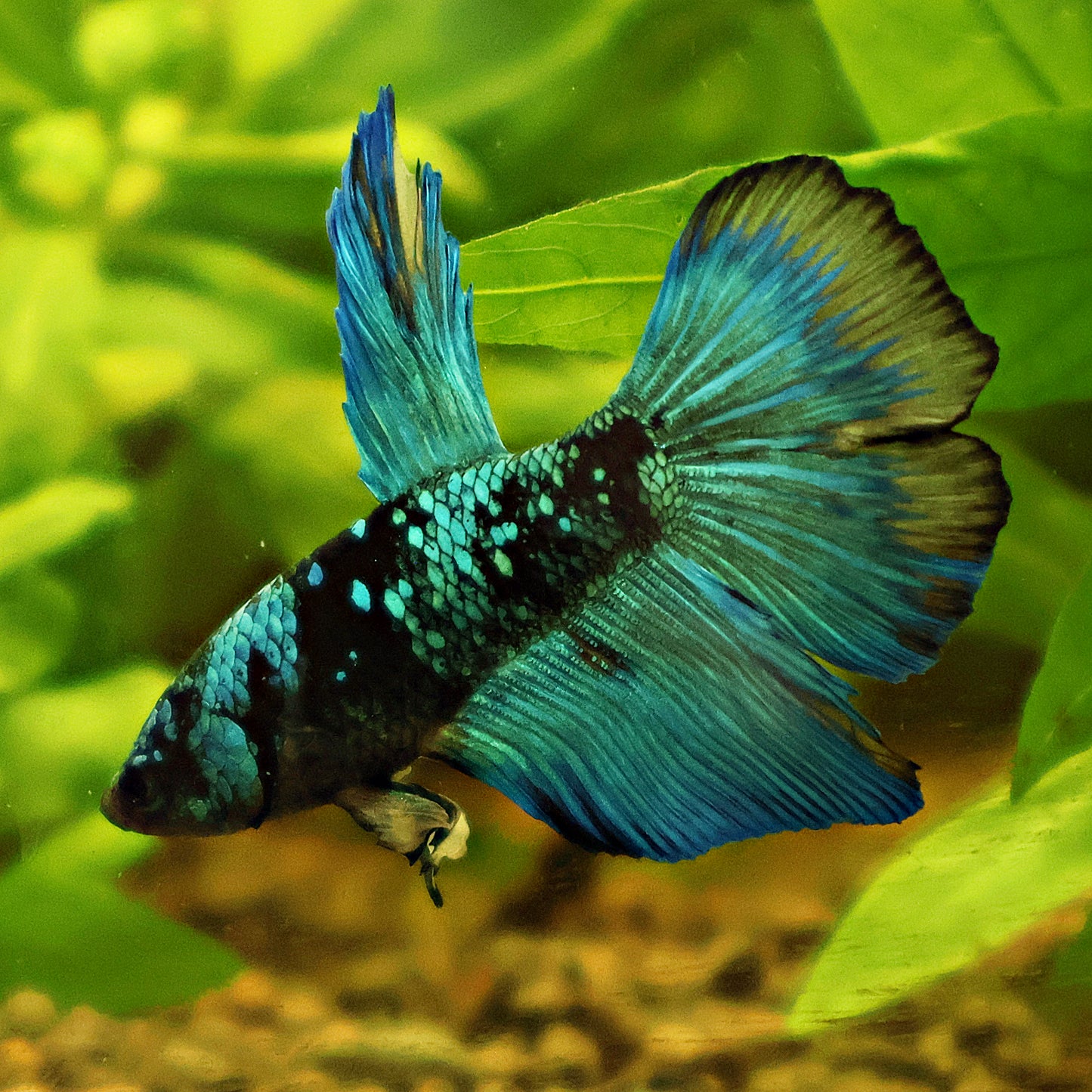 Male Voile Long Doubletail Avatar