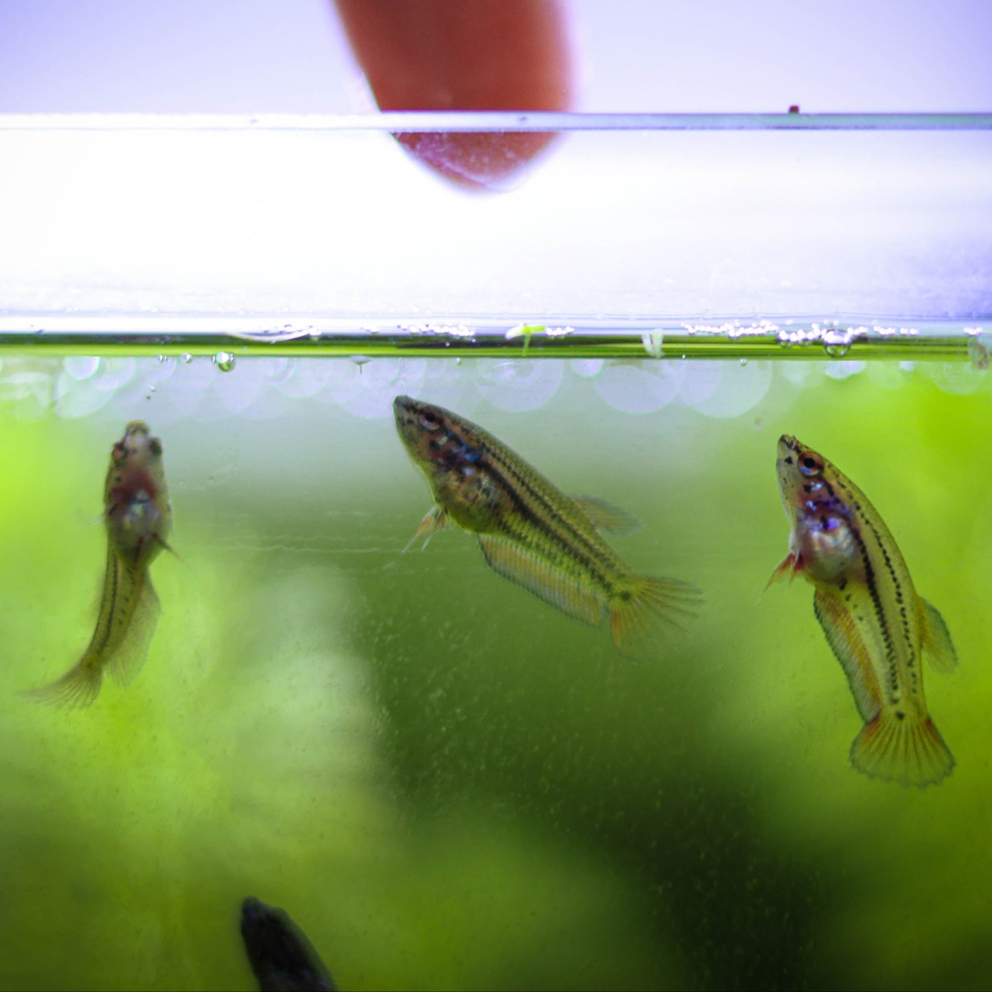 La Reproduction des Bettas - Prestigieuse et Éthique