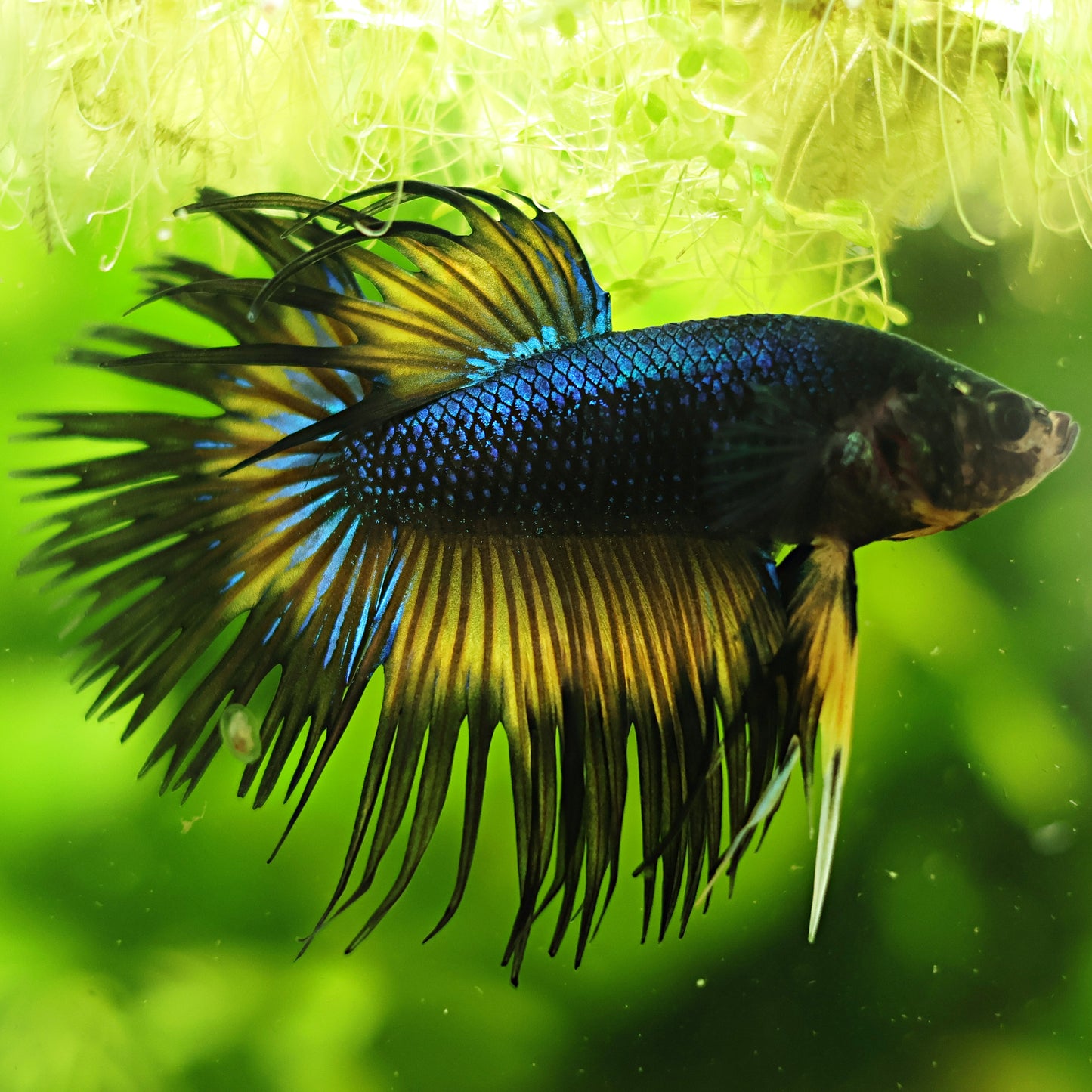 Bolt - Mâle Crowntail Jaune Bleu Electrique 🇮🇩