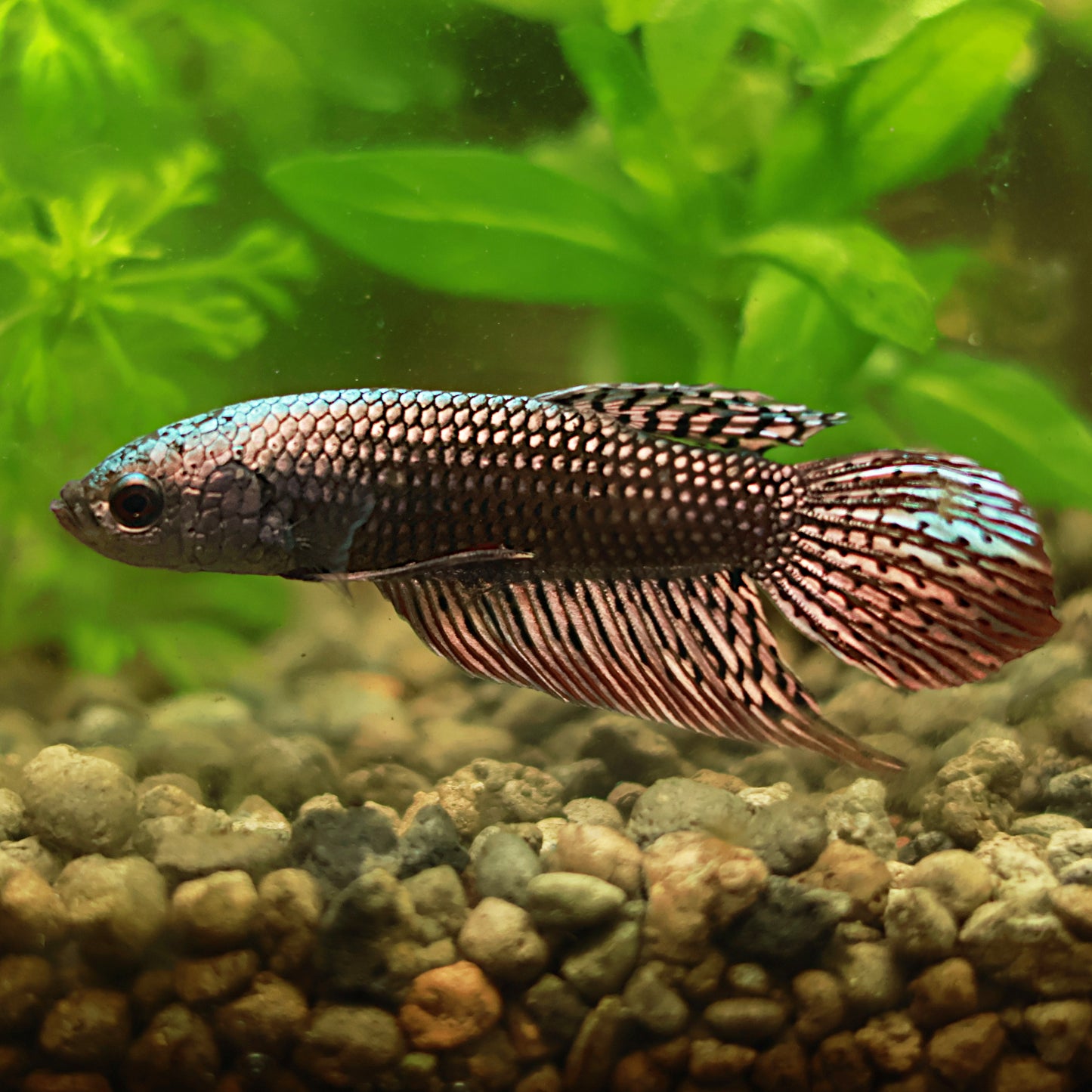 MĂąle Plakat Alien Copper Hybride