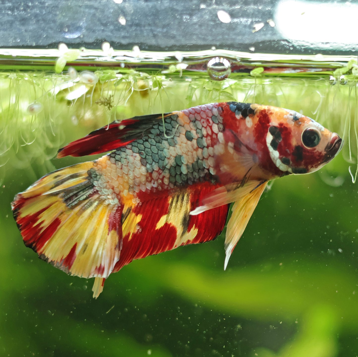 Citron - Mâle Plakat Nemo Candy Koi 🇮🇩