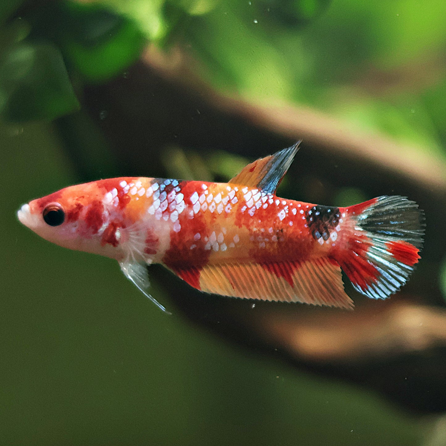 Tropie - Femelle Plakat Koi Nemo Galaxy 🇮🇩