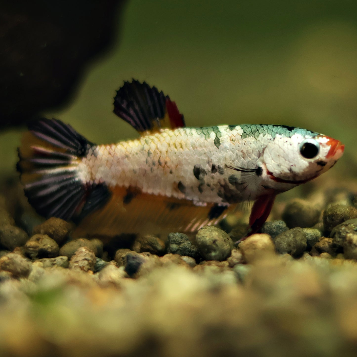 Trixie - Femelle Plakat Candy Copper Nemo 🇮🇩