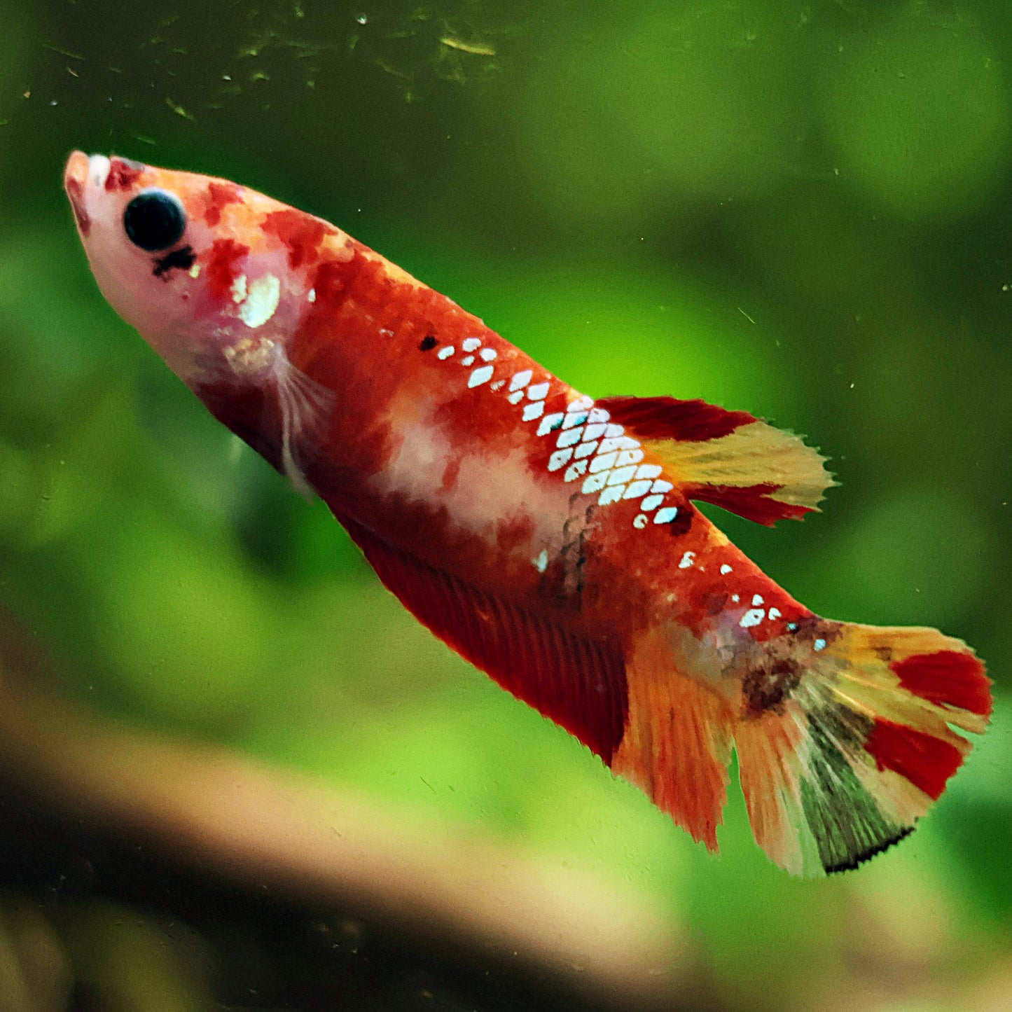 Kalye - Femelle Plakat Koi Nemo Galaxy 🇮🇩