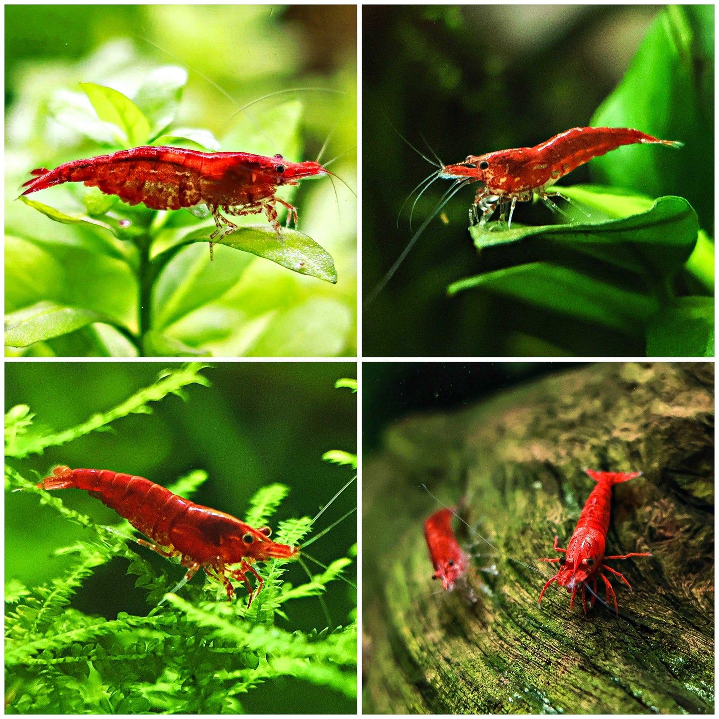 ❤️Crevettes Neocaridina Sakura et Fire - Lots de 5