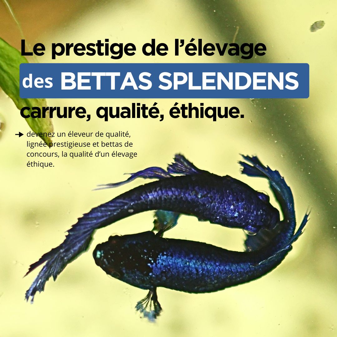 La Reproduction des Bettas - Prestigieuse et Éthique