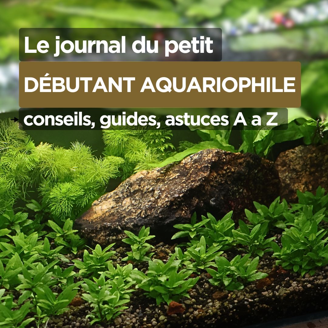 Le petit journal du débutant aquariophile - Les bases de A a Z🌿
