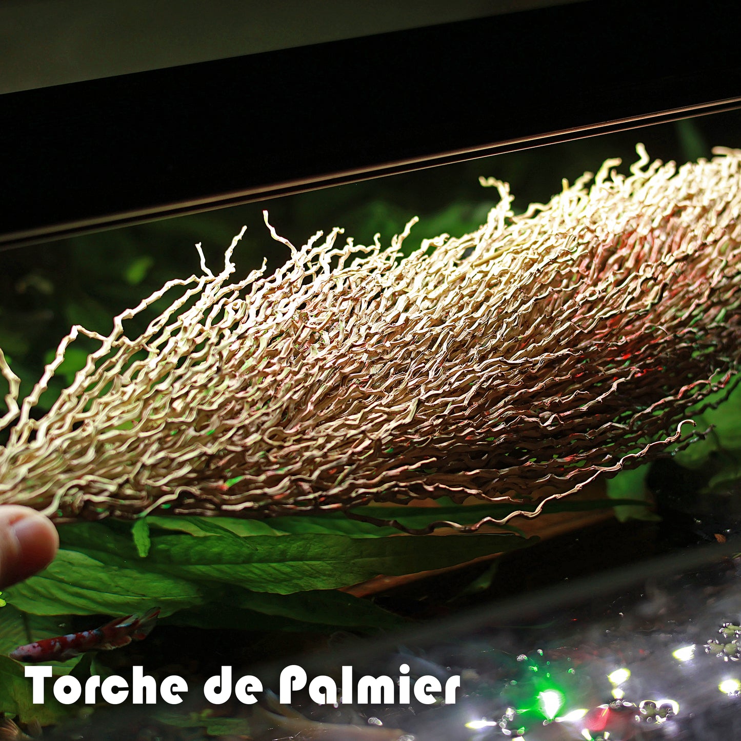 đKIT BIGI - Grand Kit Mix